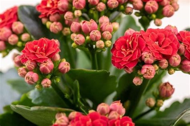 calandiva plant