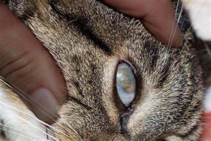 Cat cloudy eye - How To Discuss