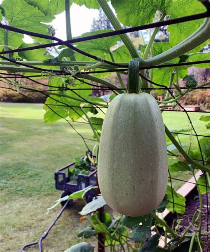 Does spaghetti squash grow in Florida