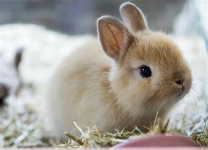 Dwarf Rabbits Pets At Home