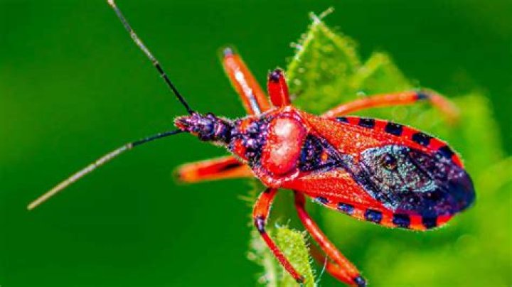 Gold Bug - How To Discuss