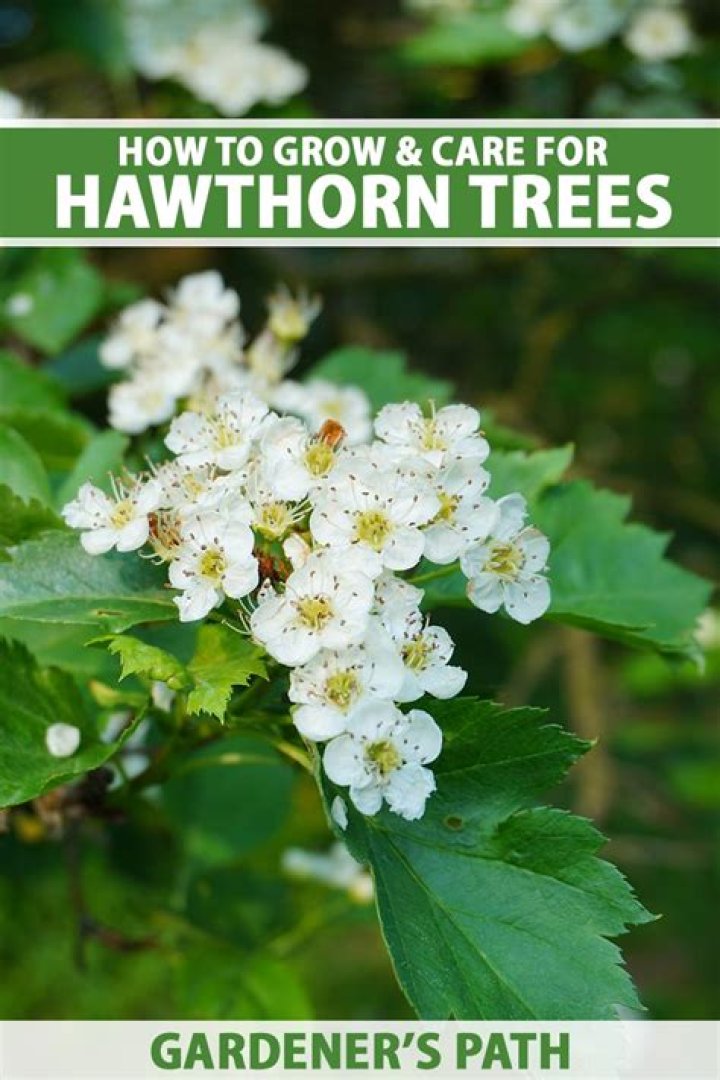 Hawthorn tree - How To Discuss