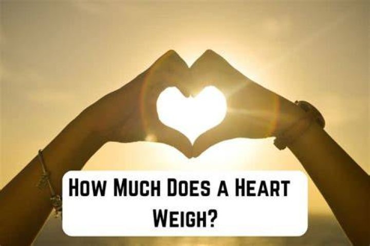 How Much Does A Heart Weigh