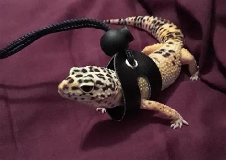 Leopard Gecko Leash - How To Discuss