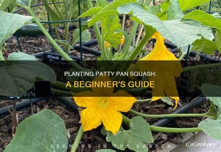 Patty pan squash - How To Discuss