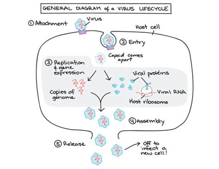 Viruses - How To Discuss