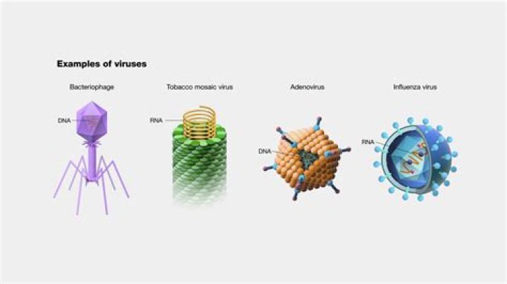 Viruses
