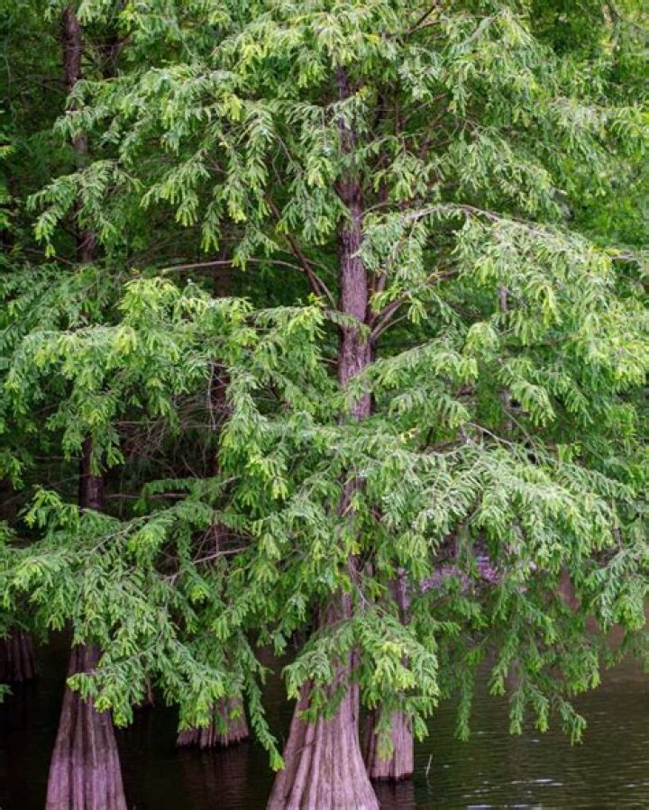 What does a cypress tree smell like