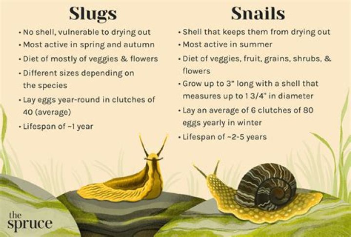 What eats snails and slugs