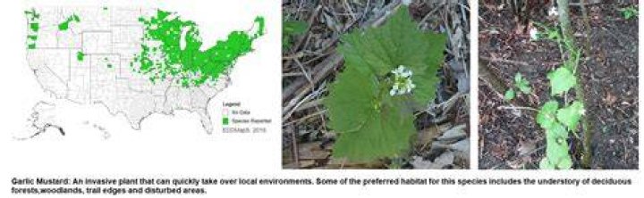 Where is garlic mustard invasive