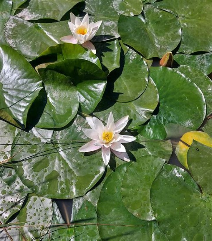 white lotus-flowe