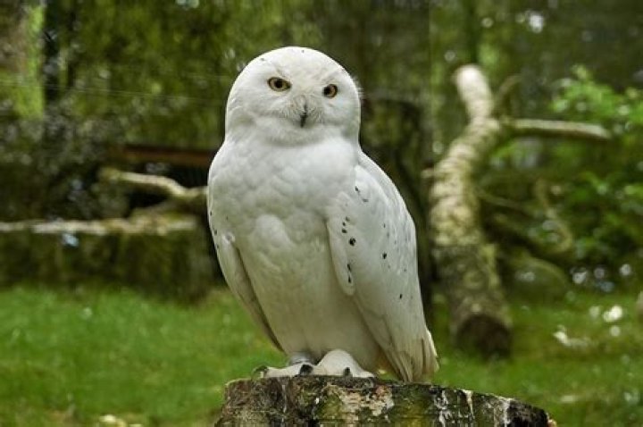 White Owl Meaning White Owl Meaning