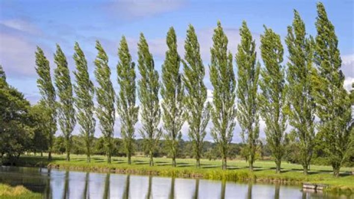 White trees - How To Discuss