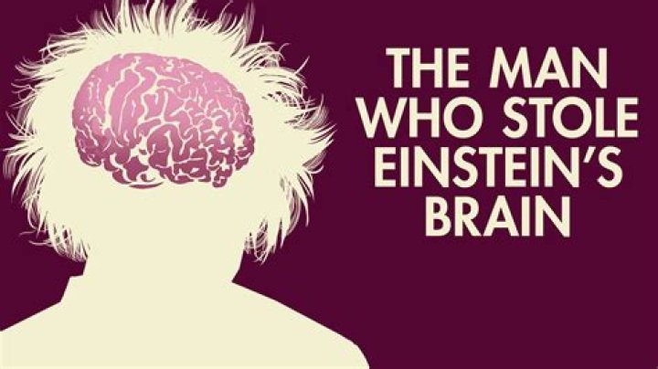 Who studied the brain